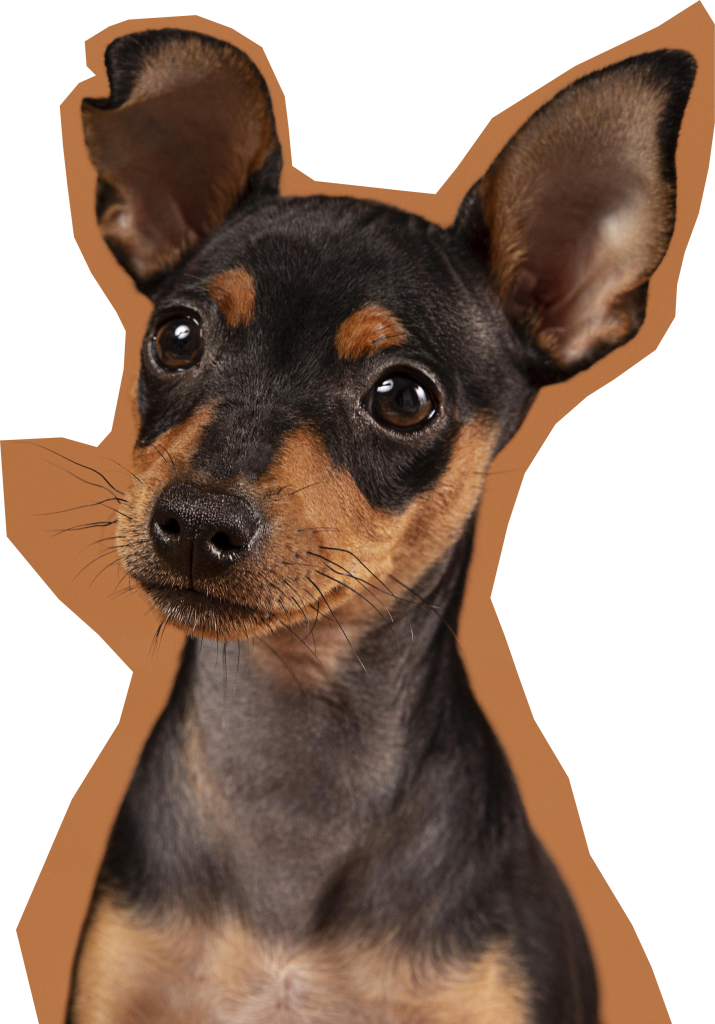 canine-training-nayes-pet-hotel-boutique