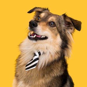 Day Care Plan 14 días